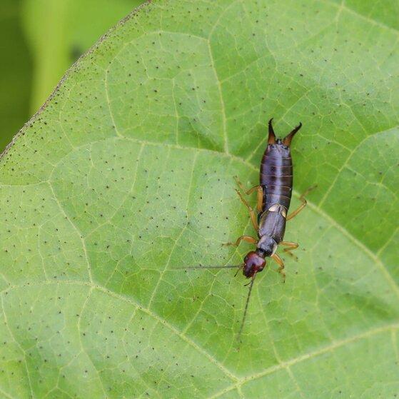 Produktbild Andermatt Biogarten Ohrwurmsäckli