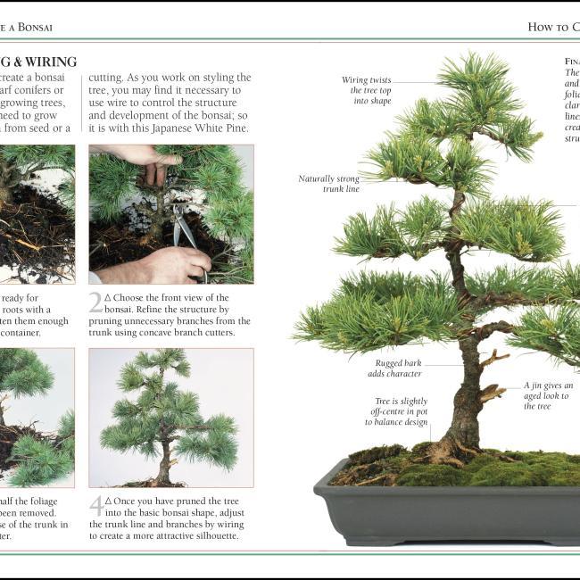 101 Essential Tips Bonsai - kaufen bei Galaxus - Galaxus