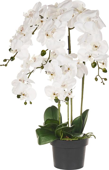 Immagine prodotto Beliani Orchidea (63 cm)