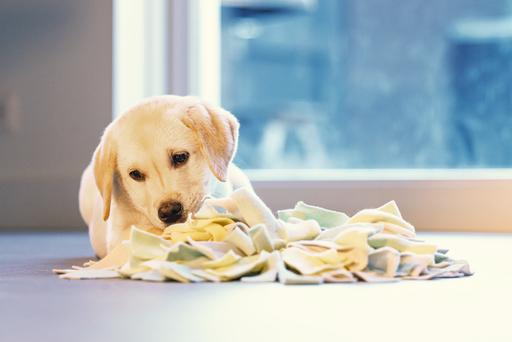 Actual product image Beeztees Sniffy (Puppy Toy)