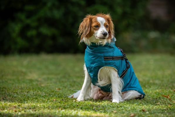 Produktbild Chiara NICK Winterjacke mit Geschirr M (M, Hundemantel)