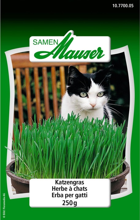 Samen Mauser Erba per gatti
