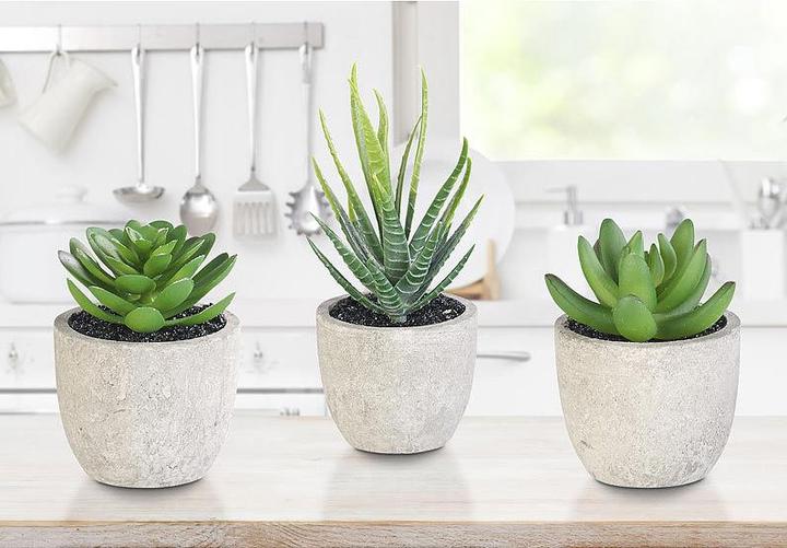 Image du produit Carlo Milano Succulentes décoratives (15 cm)
