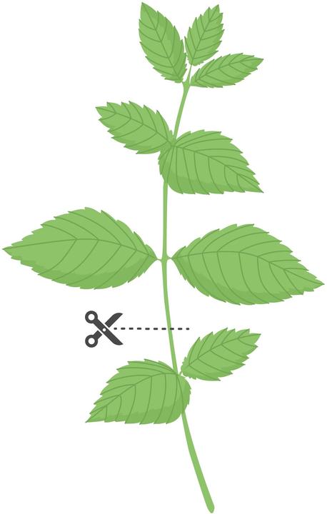 Produktbild Véritable 3760262511085 (Kräutersamen)