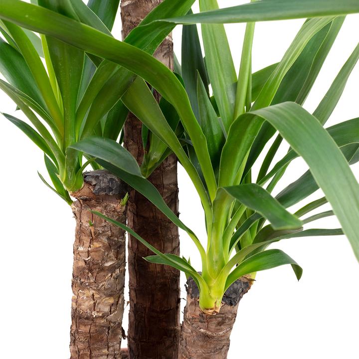 Immagine prodotto Flowerbox Giglio delle palme - Yucca Elephantipes Palm (95 cm)