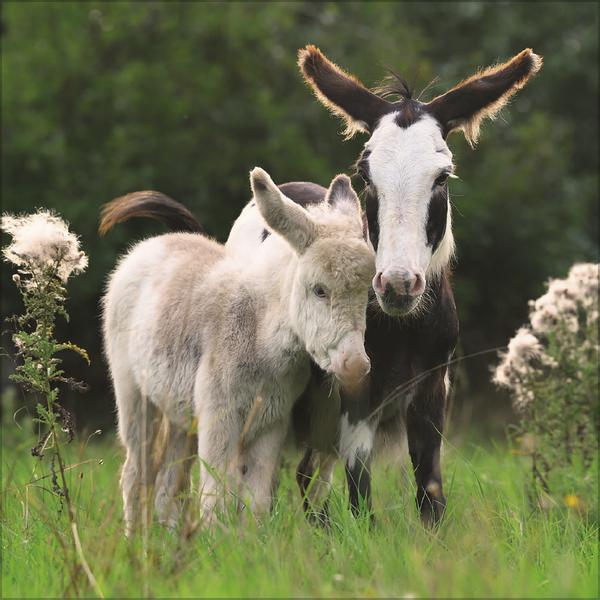 Produktbild Esel2026