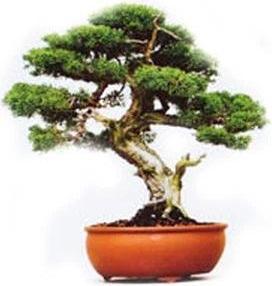 Immagine prodotto Gift Republic Coltivalo come bonsai (Semi di piante)