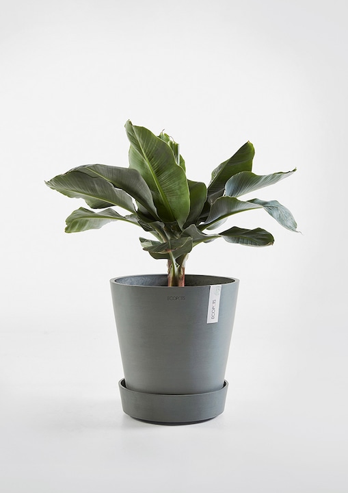 Actual product image Ecopots Saucer on Wheels