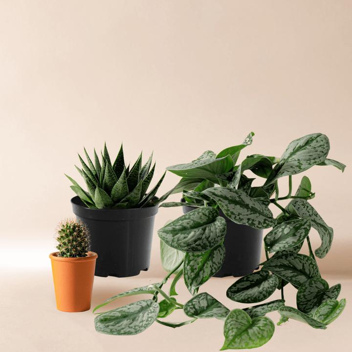 Produktbild Mary and Plants Starter Set (Frisch umgetopft)