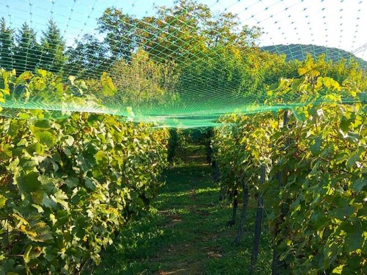 Produktbild Garden Lights VOGELSCHUTZNETZ 8 x 8 m