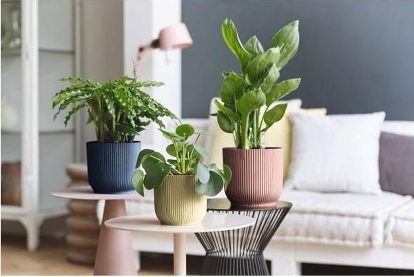 Produktbild Elho Vibes (25 cm)