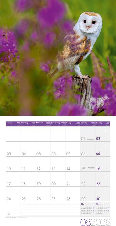 Produktbild Eulen Kalender 2026 - 30x30 (30 x 30 cm, Harter Einband, Deutsch, Französisch, Englisch)