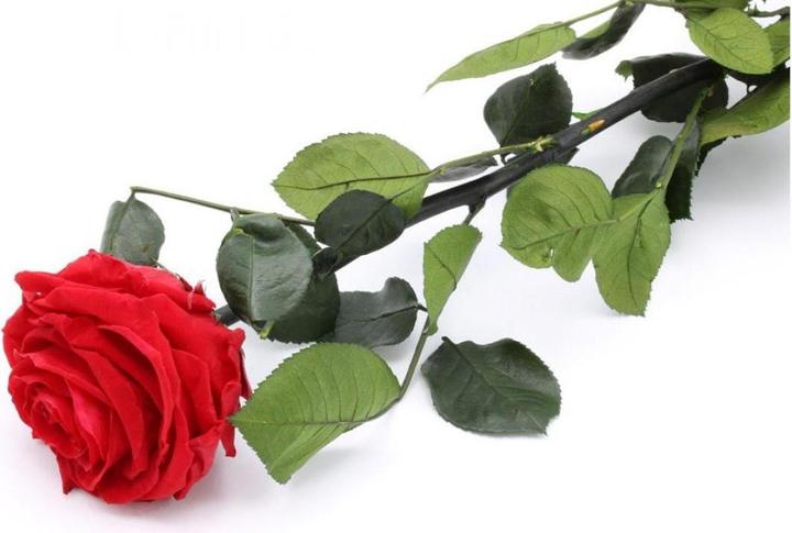 Produktbild TOP Ewig blühende Rose (22 cm)