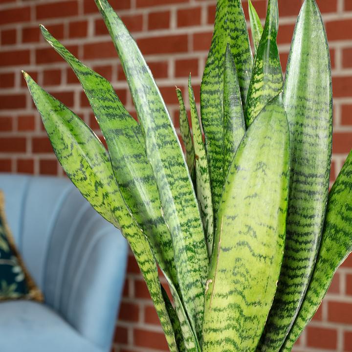 Produktbild Flowerbox Bogenhanf - Sansevieria zeylanica (45 cm)