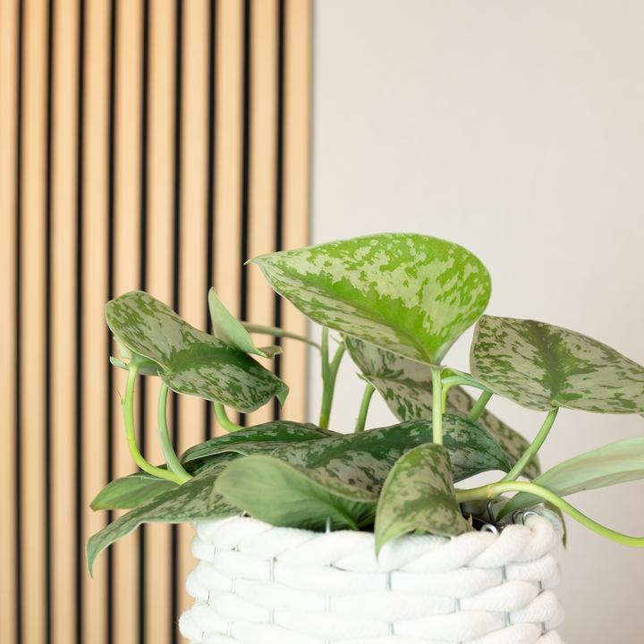 Produktbild Flowerbox Gefleckte Efeutute - Scindapsus pictus 'Argyraeus' (15 cm)