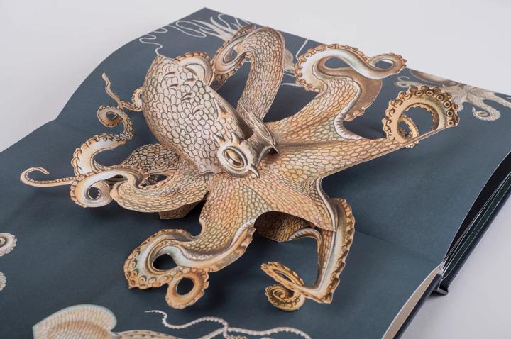 Produktbild Wunderwesen aus der Tiefe. Ernst Haeckel (Deutsch, Ernst Haeckel, 2015)