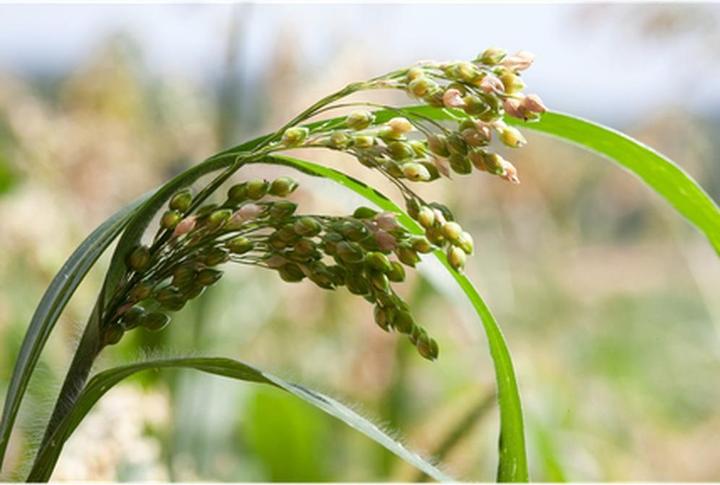 Actual product image Weleda Millet (190 ml, Liquid shampoo)