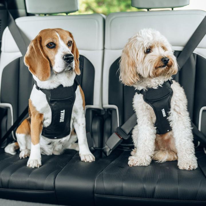 Image du produit Thule Cappy (Chien, Lavable, Respirant)