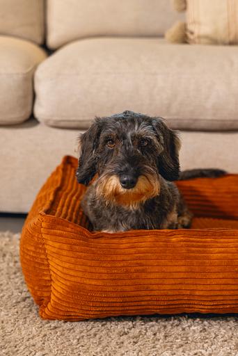 Actual product image Designed by Lotte Ribbed (Dog)