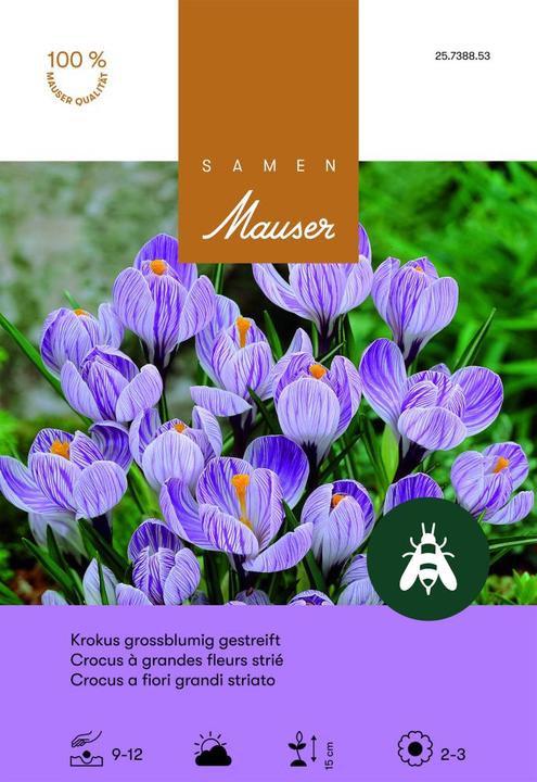 Produktbild Samen Mauser Krokus Ideal gestreift (Blumenzwiebeln)