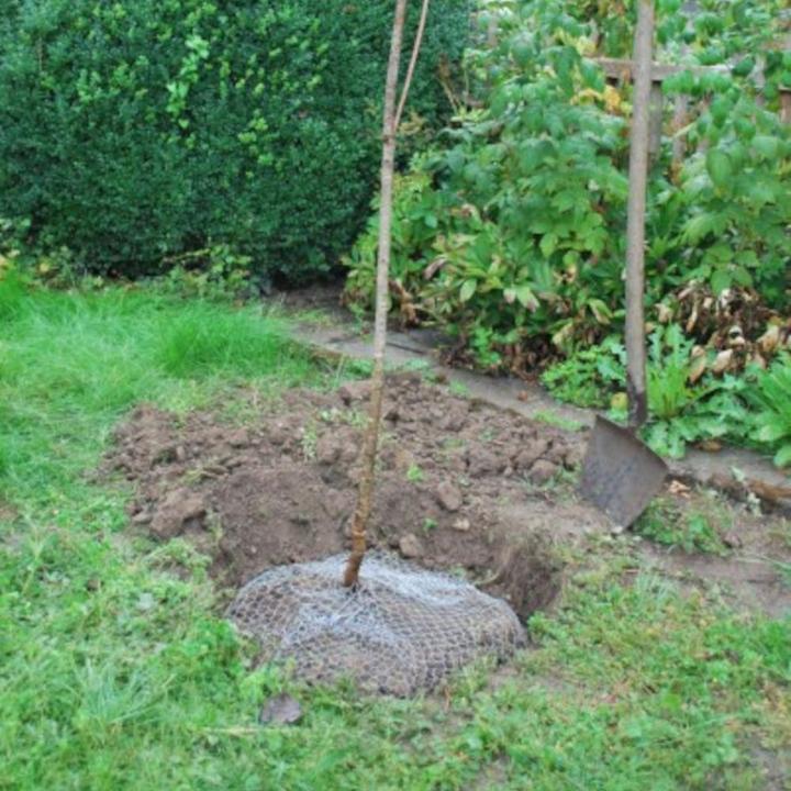 Produktbild Siena Garden Wühlmauskorb (5000 ml)