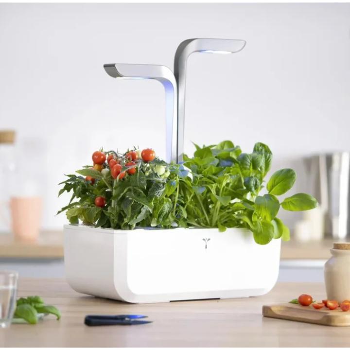 Actual product image Véritable Bio-Kirschtomaten (Vegetable seeds)