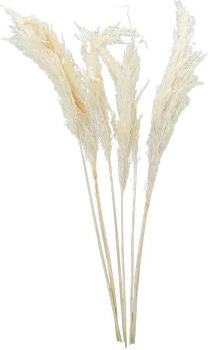 Produktbild Dekomat Trockenblumen Pampasgras (Pampasgras)