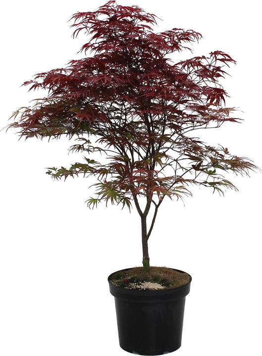 Produktbild Zulauf Japanischer Fächer-Ahorn / Acer palmatum 'Peve Dave' (80 cm)