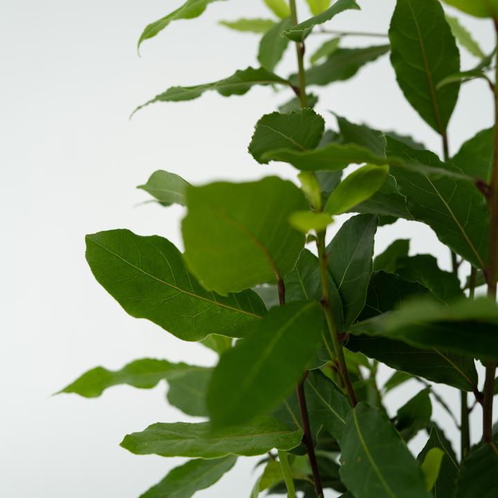 Produktbild Plant in a Box Laurus nobilis - 2er-Set Lorbeerstrauch (30 cm)