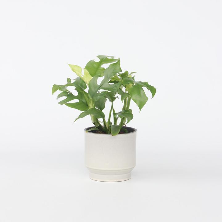 Image du produit Plant in a Box Rhaphidophora Tetrasperma - Monstera Minima (20 cm)