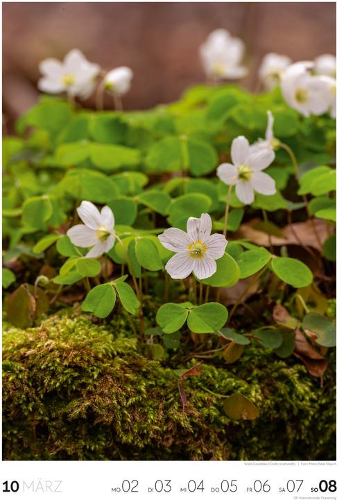 Actual product image Natur - Wochenkalender 2026