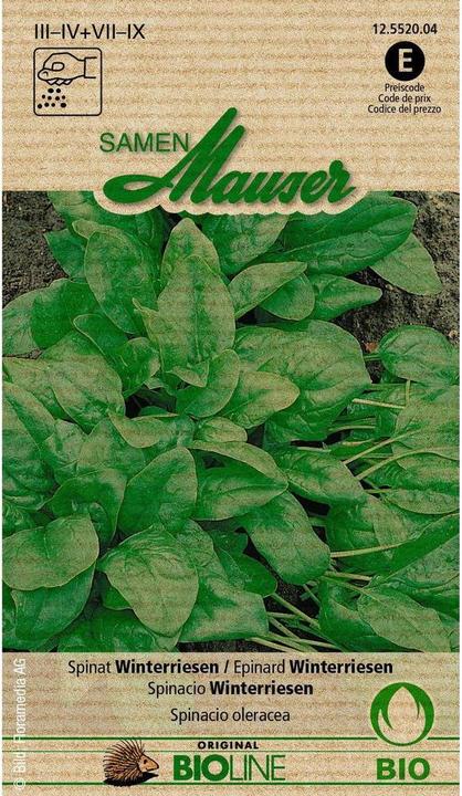 Actual product image Samen Mauser Bud Organic Spinach Winter Giant (Vegetable seeds)