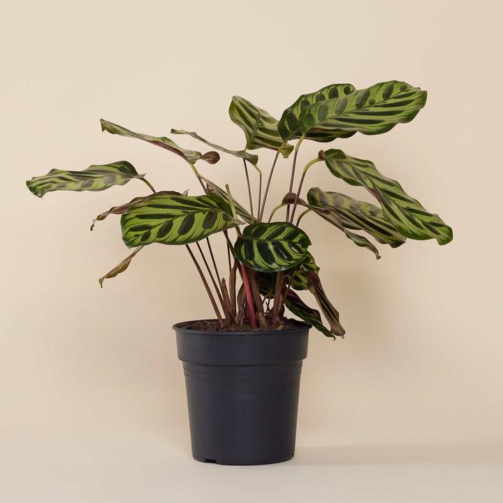 Produktbild Mary and Plants Calathea Makoyana mit HAY Topf in Schwarz (25 cm)
