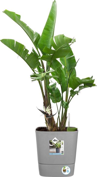 Actual product image Elho Blumenschale (30 cm)