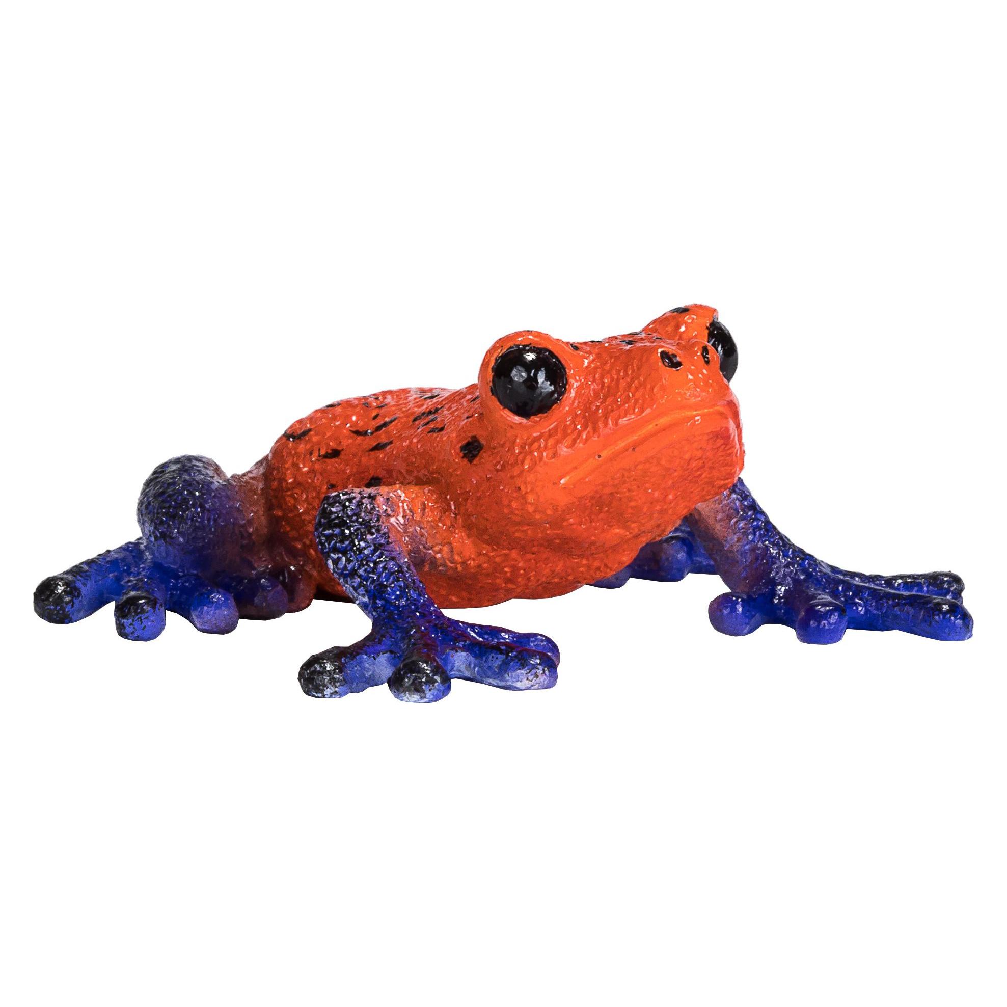 small foot Pfeilgiftfrosch (381016)
