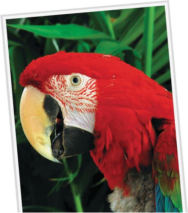 Actual product image Q-Connect Inkjet photo paper, high-gloss (260 g/m², 10 x 15 cm, 25 pcs.)