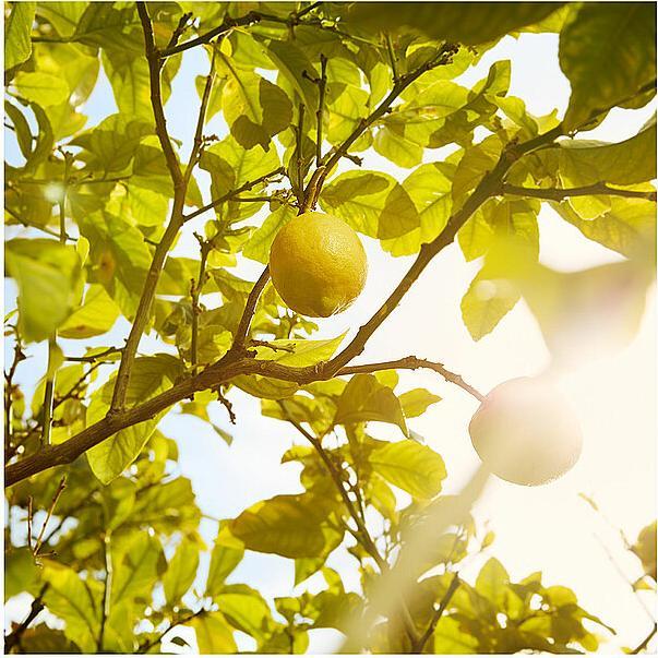 Actual product image Maison Martin Margiela Replica Under The Lemon Trees (Eau de toilette, 100 ml)