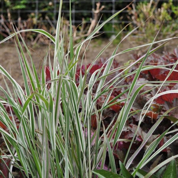 Actual product image Säntispracht The white-striped compact Striated Riding Grass - Calamagrostis acutiflora 'Overdam' (120 cm)