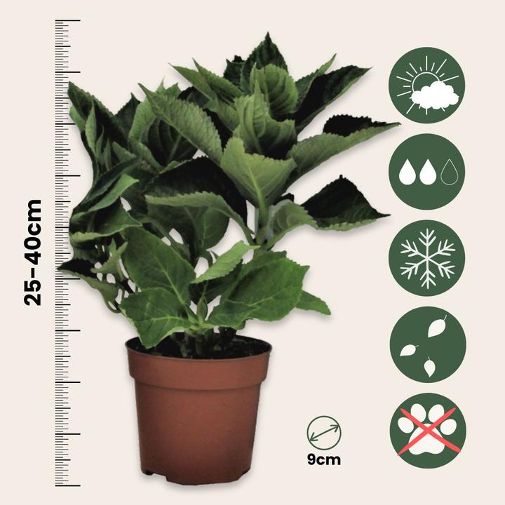 Image du produit Plant in a Box Hydrangea macrophylla teller 'Red Bull' - Set de 6 hortensias (25 cm)