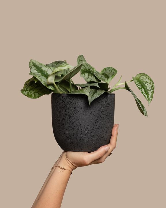 Produktbild feey Silbrige Efeutute (20 cm, Frisch umgetopft)