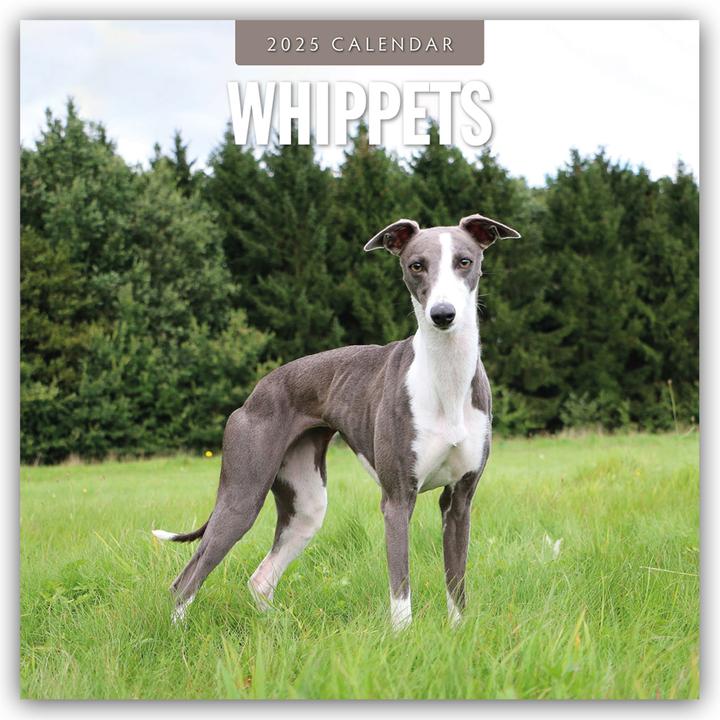 Produktbild Red Robin Publishing Ltd:Whippets - Whi (305 x 305 mm)