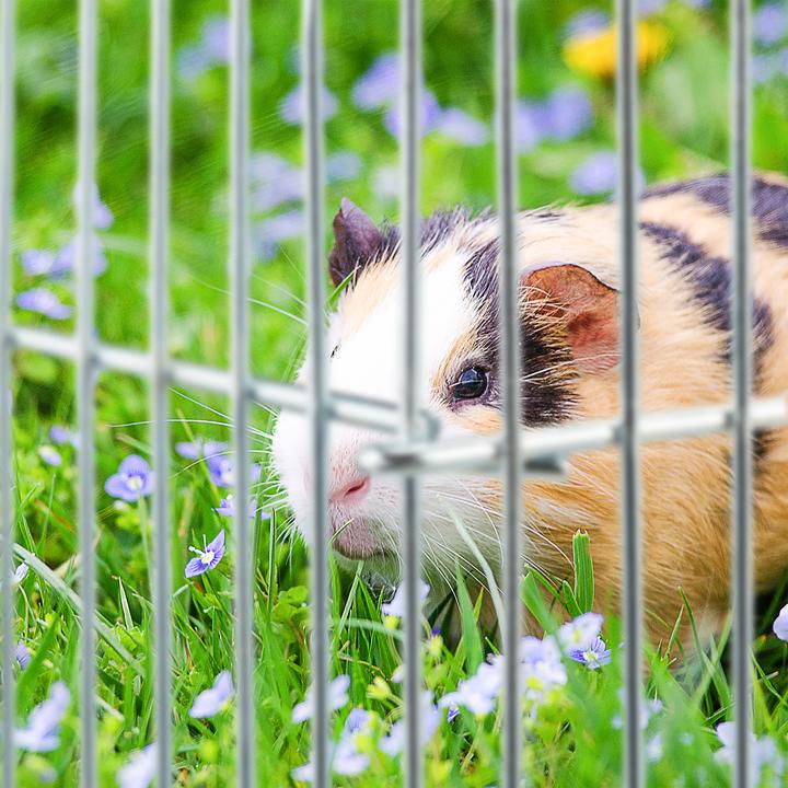 Immagine prodotto Relaxdays Recinzione per animali piccoli