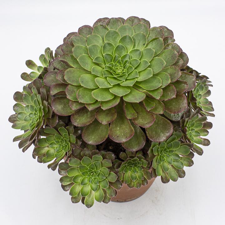 Produktbild Kakteen Gautschi Semponium sienna (30 cm)