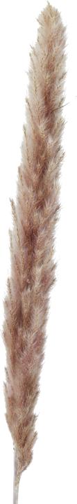 Actual product image Boltze Home Pampasgras
