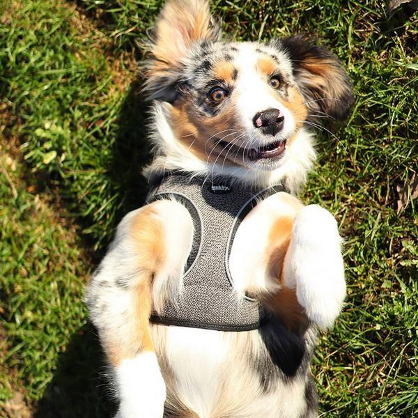 Actual product image Nobby Tableware Cayo (M, Dog, General)