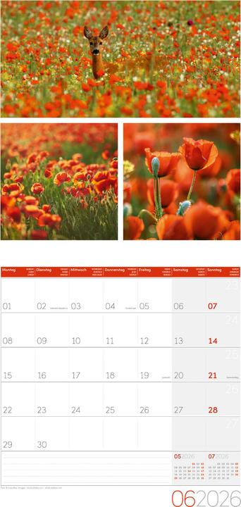 Image du produit Colours of Nature Kalender 2026 - 30x30 (30 x 30 cm, Couverture rigide, Français, Anglais, Italien)