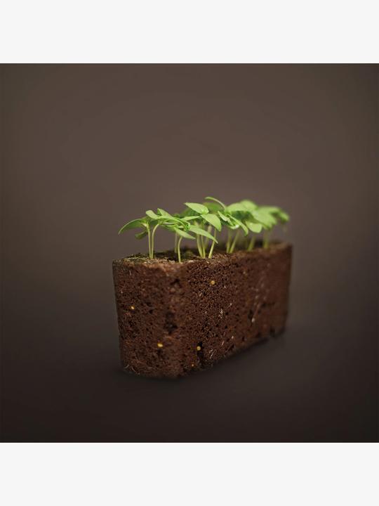 Immagine prodotto Véritable Menta marocchina (Semi di piante)