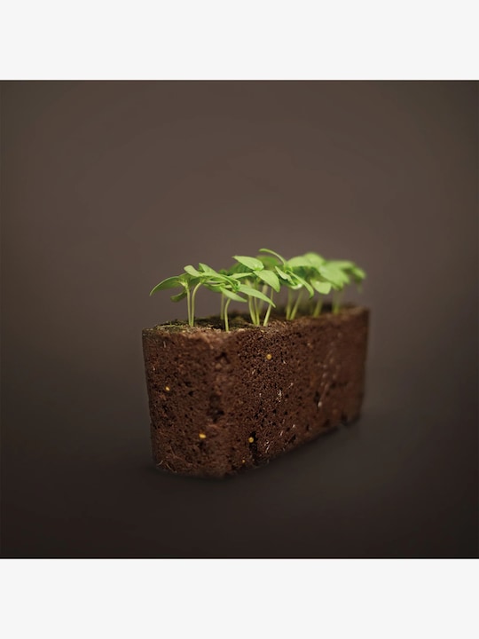 Actual product image Véritable Moroccan mint (Plant seeds)