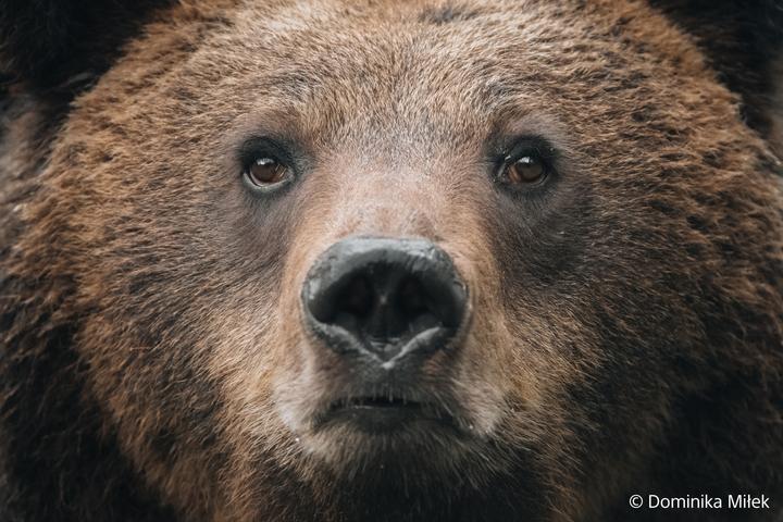 Produktbild Sony FE 100-400mm F4.5 GM OSS (Sony E, Vollformat)