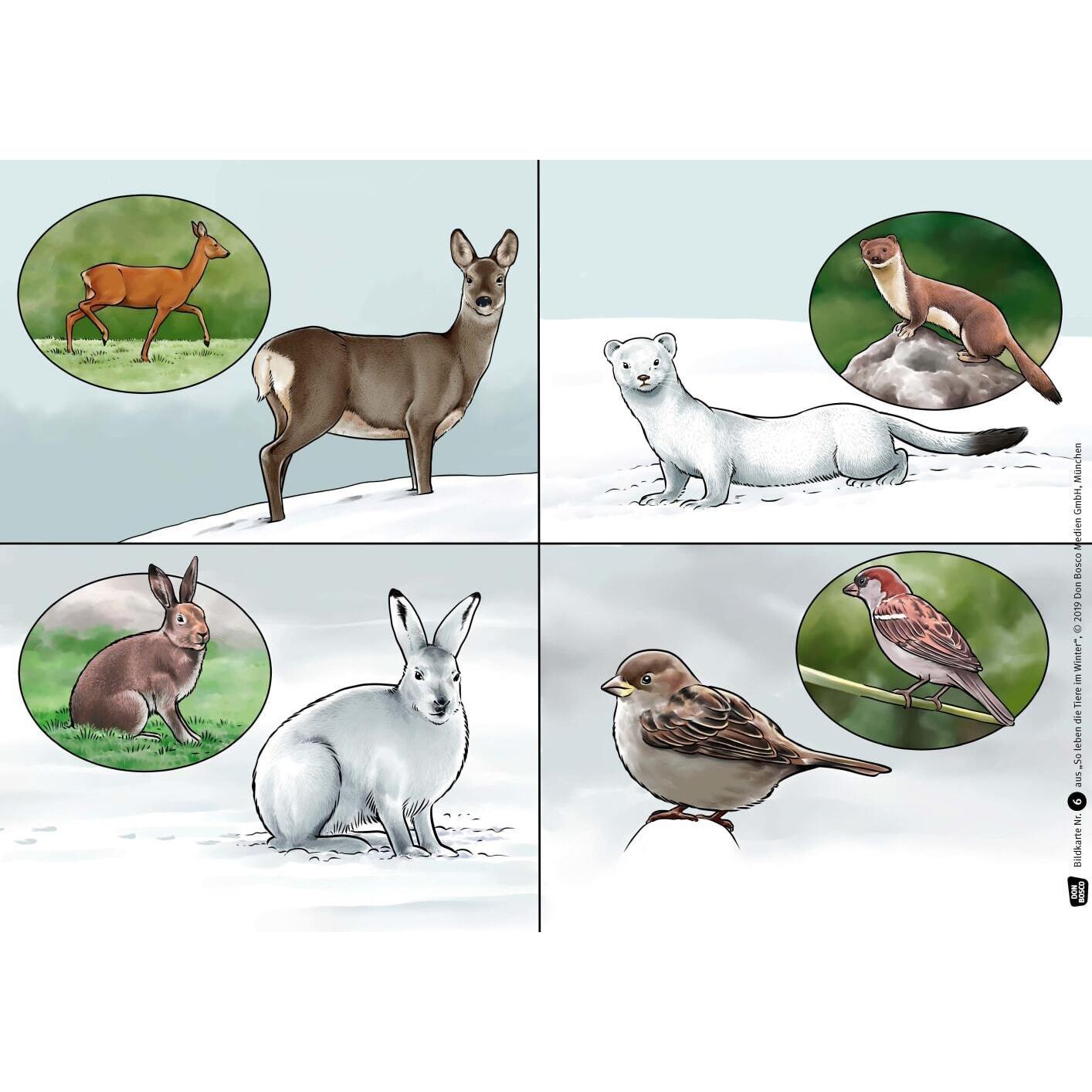 Thumbnail - Hauenschild:So leben die Tiere im Winte, Schulbücher von Lydia Hauenschild